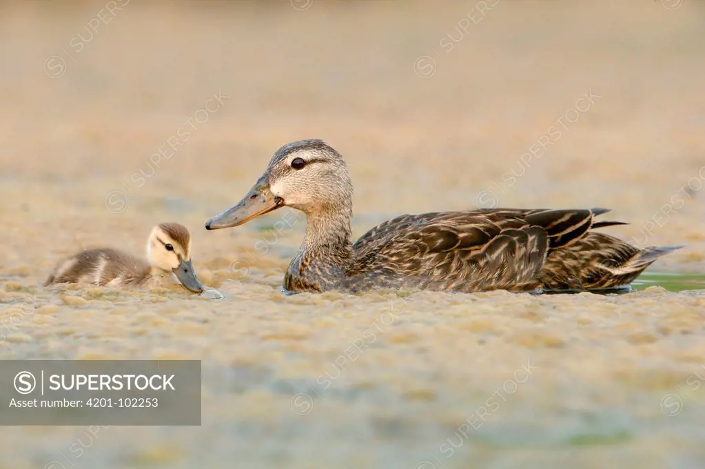 Mottled Duck (Anas fulvigula), Texas
