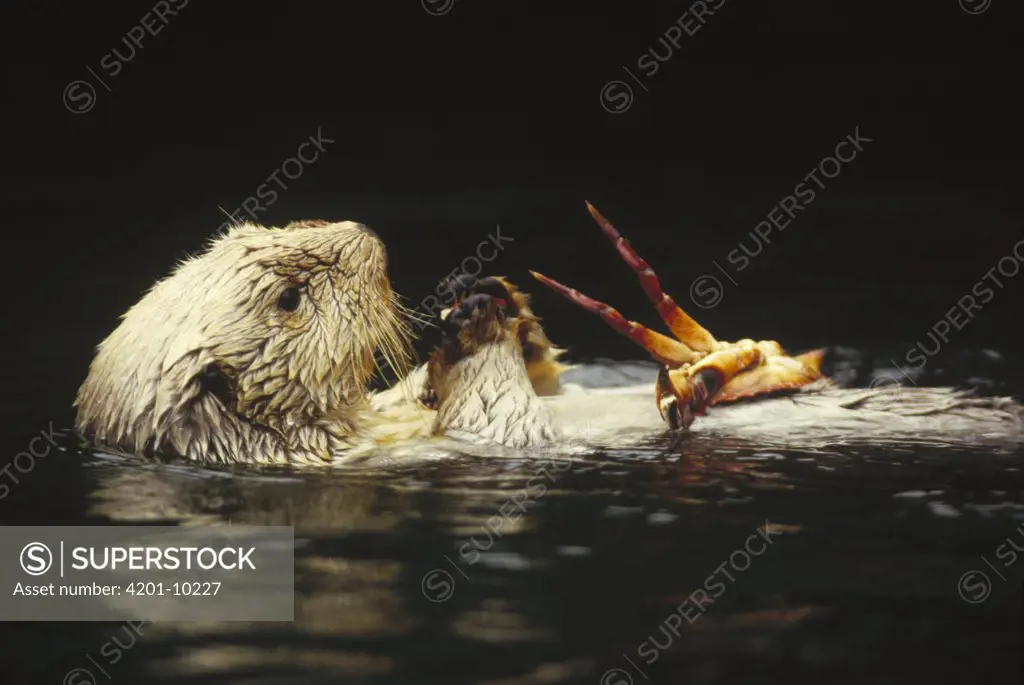 Sea Otter (Enhydra lutris) feeding on crab, North Pacific Ocean