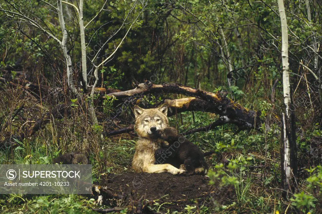 Timber Wolf (Canis lupus) female with, pup, temperate North America