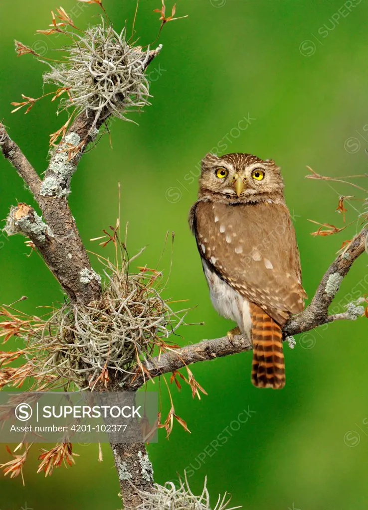 Ferruginous Pygmy Owl (Glaucidium brasilianum), Texas