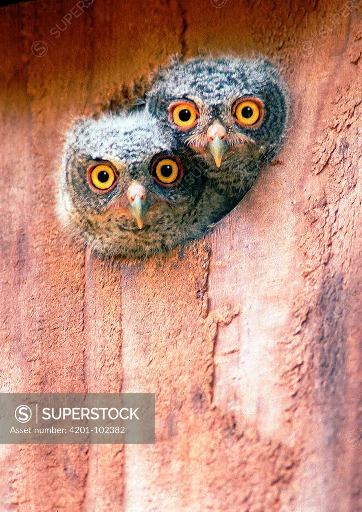 Eastern Screech Owl (Megascops asio) chicks peering out of nest box, Texas