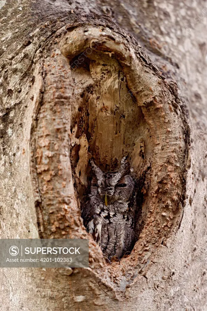 Eastern Screech Owl (Megascops asio), Texas