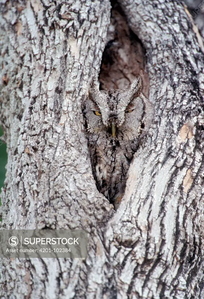 Eastern Screech Owl (Megascops asio) looking out from hole in tree trunk, Texas