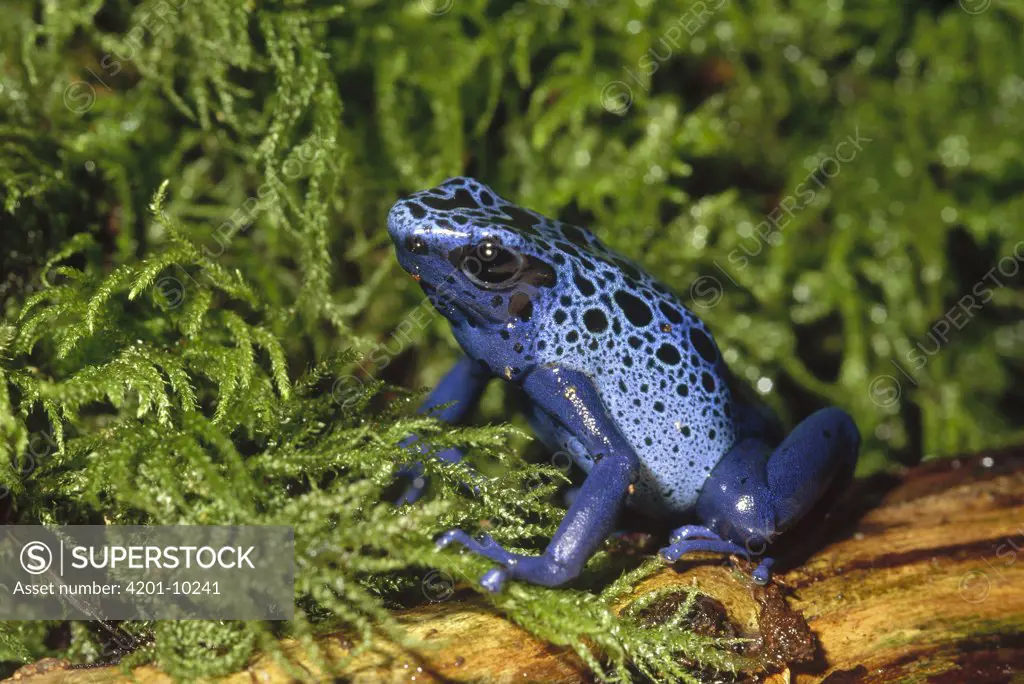 Blue Poison Dart Frog (Dendrobates azureus), Sipaliwini savannah, Surinam