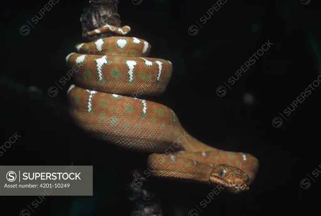 Emerald Tree Boa (Corallus caninus) neo-tropics, Amazon Basin