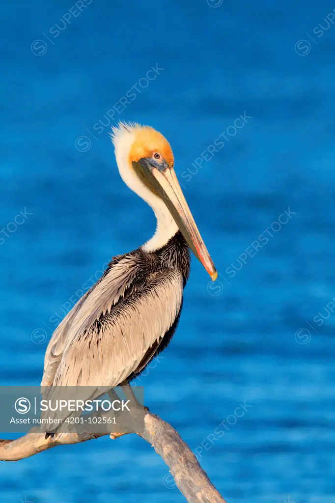Brown Pelican (Pelecanus occidentalis) in breeding plumage, Florida