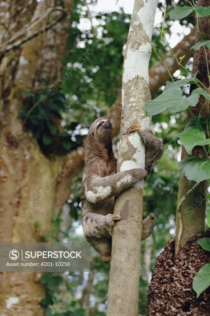 Pale-throated Three-toed Sloth (Bradypus tridactylus) in tree, native to the Amazon Basin to Central America