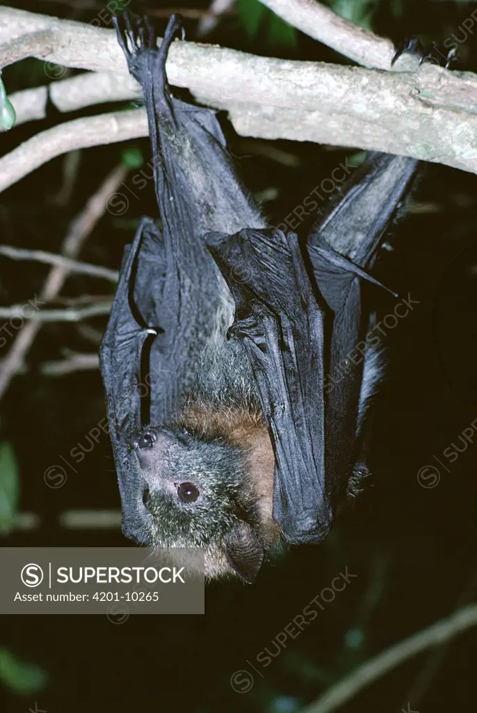 Gray-headed Flying Fox (Pteropus poliocephalus) hanging from tree, night time, eastern woodlands, Australia