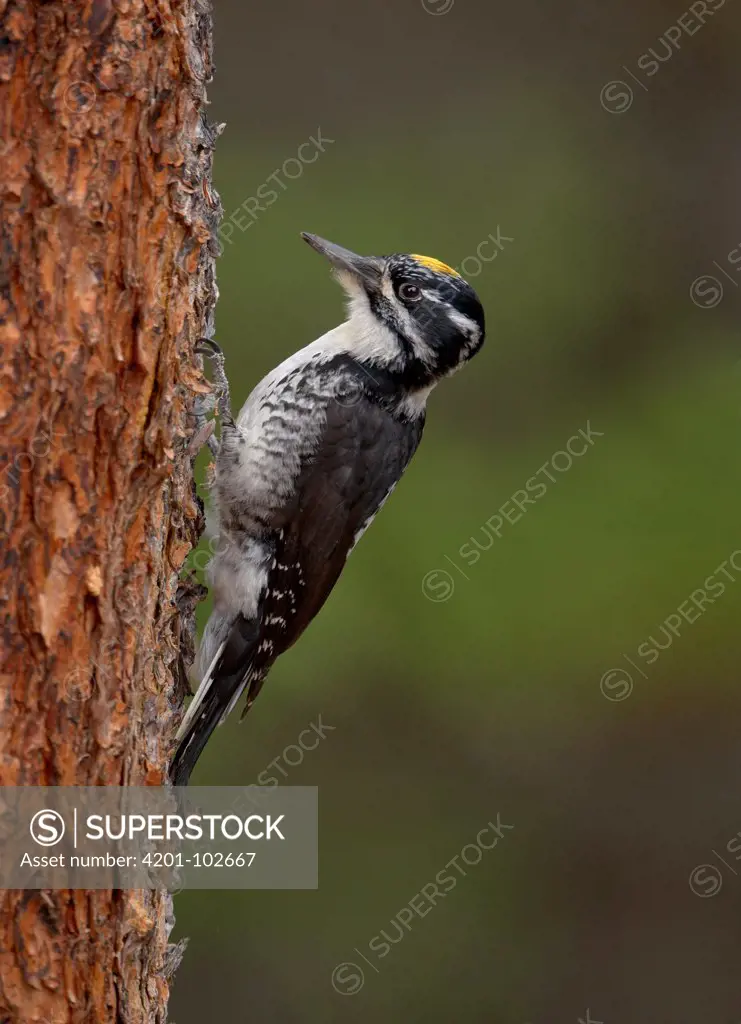American Three-toed Woodpecker  male (Picoides dorsalis)