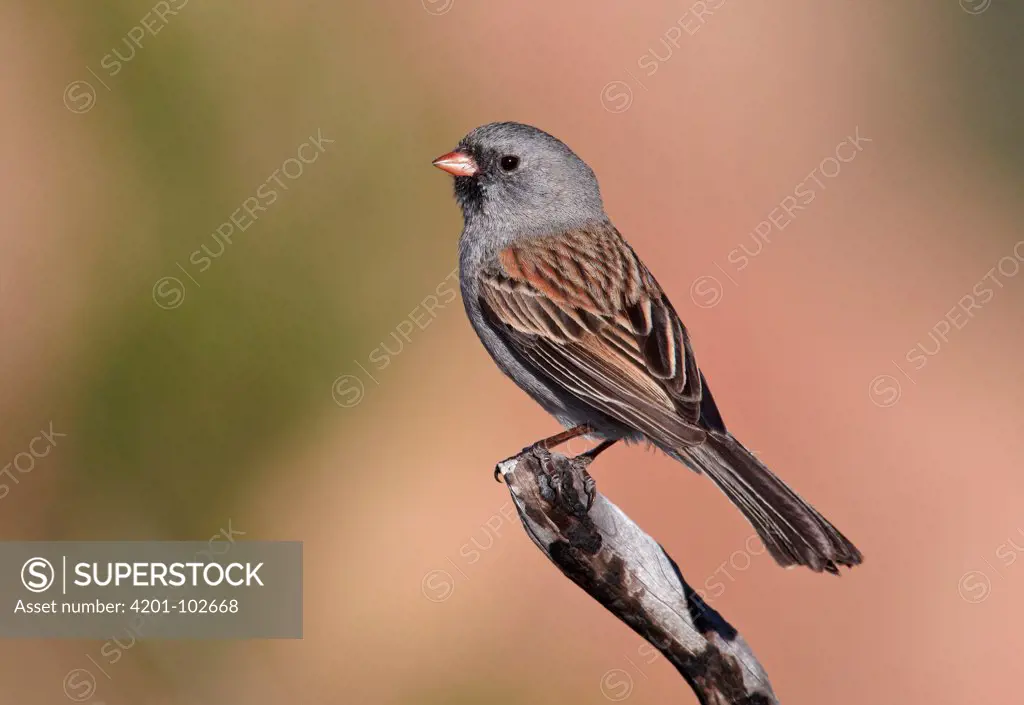 Black-chinned Sparrow (Spizella atrogularis), California