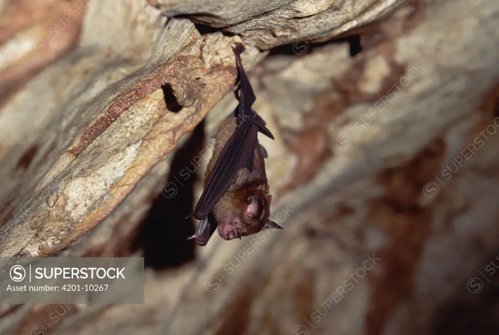 Intermediate Roundleaf Bat (Hipposideros larvatus) hanging from cave ceiling, Taman Negara National Park, Malaysia
