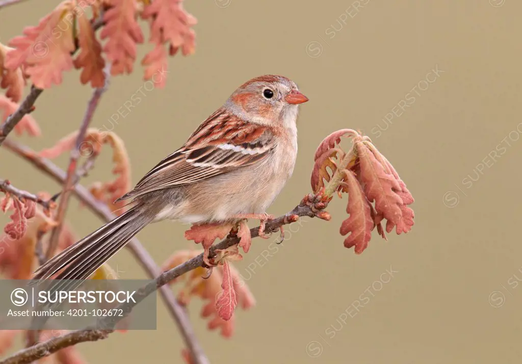 Field Sparrow (Spizella pusilla), Ohio