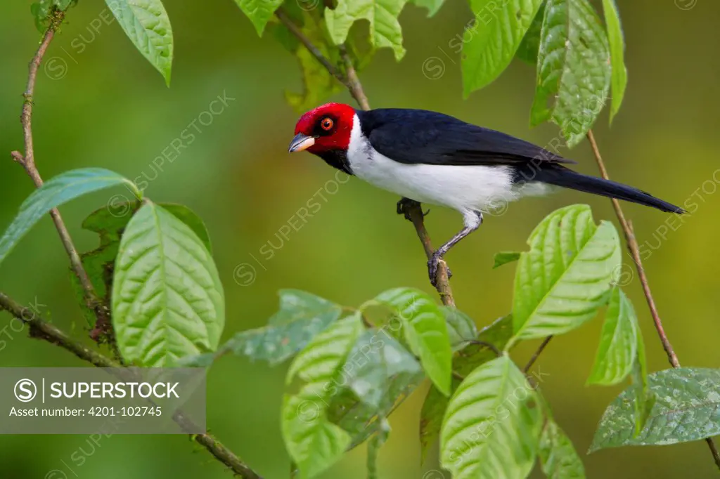 Red-capped Cardinal (Paroaria gularis), Manu National Park, Peru