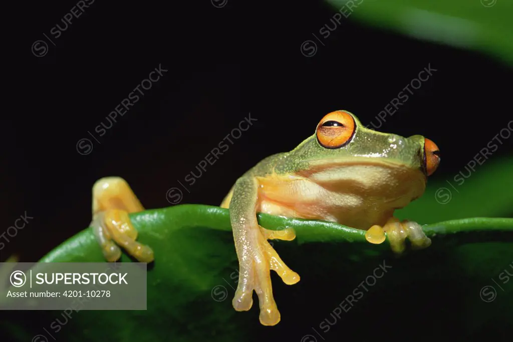 Australasian Tree Frog (Litoria sp) hanging over edge of leaf, Papua New Guinea