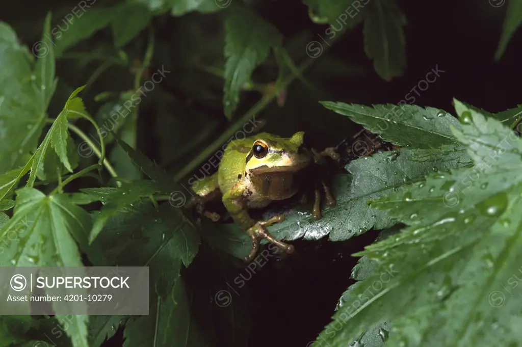 Pacific Tree Frog (Hyla regilla), Pacific Coast, North America