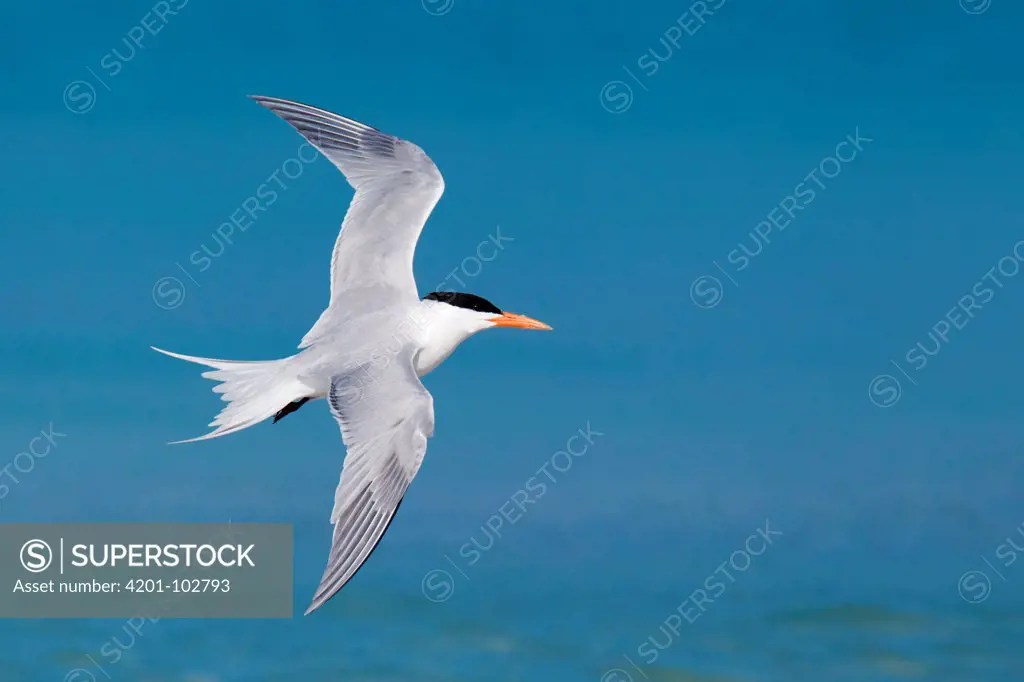 Royal Tern (Thalasseus maximus), Florida