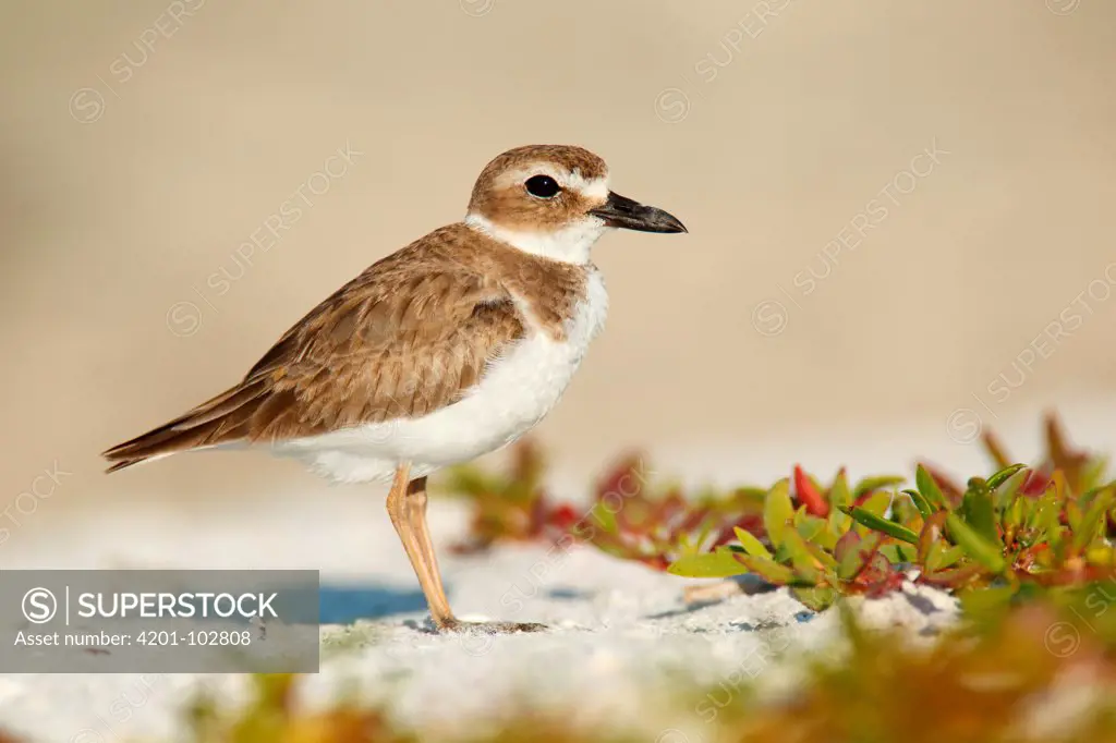 Wilson's Plover (Charadrius wilsonia), Florida