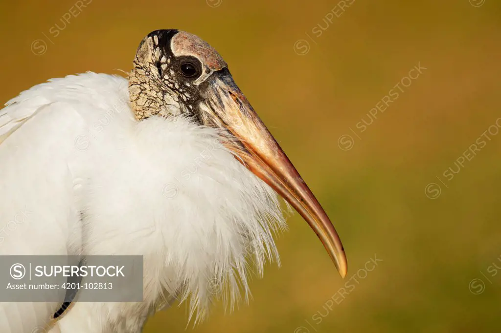 Wood Stork (Mycteria americana), Florida