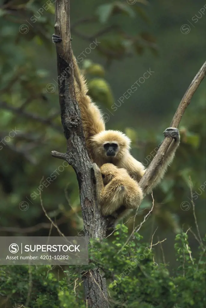 White-handed Gibbon (Hylobates lar) parent with baby in tree, northern Thailand