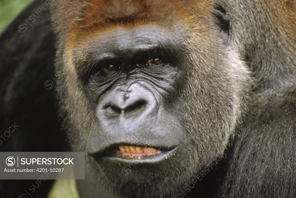 Western Lowland Gorilla (Gorilla gorilla gorilla) silverback male portrait, equatorial West Africa