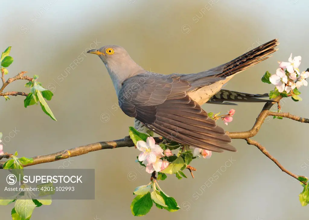 Common Cuckoo (Cuculus canorus), Baden-Wurttemberg, Germany