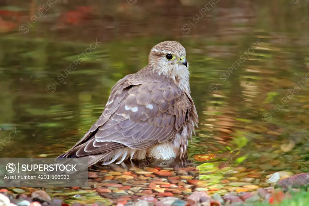 Merlin (Falco columbarius), Saskatchewan, Canada