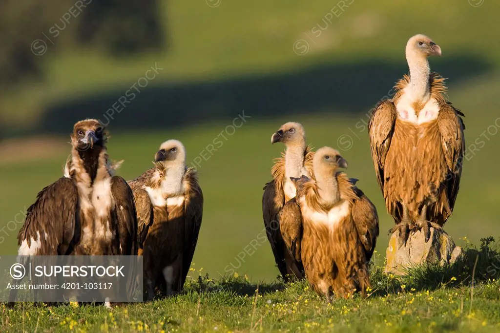 Griffon Vulture (Gyps fulvus) and Eurasian Black Vulture (Aegypius monachus) group, Castile-La Mancha, Spain