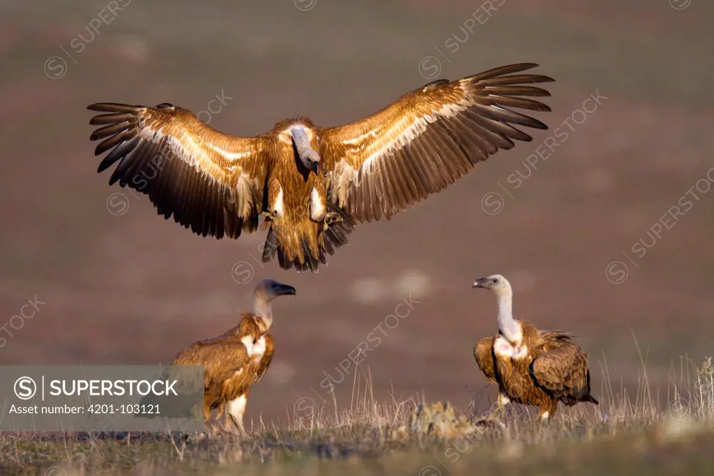 Griffon Vulture (Gyps fulvus) group, Castile-La Mancha, Spain