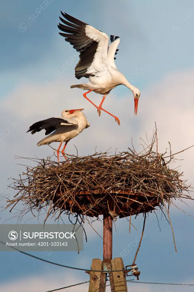 White Stork (Ciconia ciconia) pair at nest, Poland