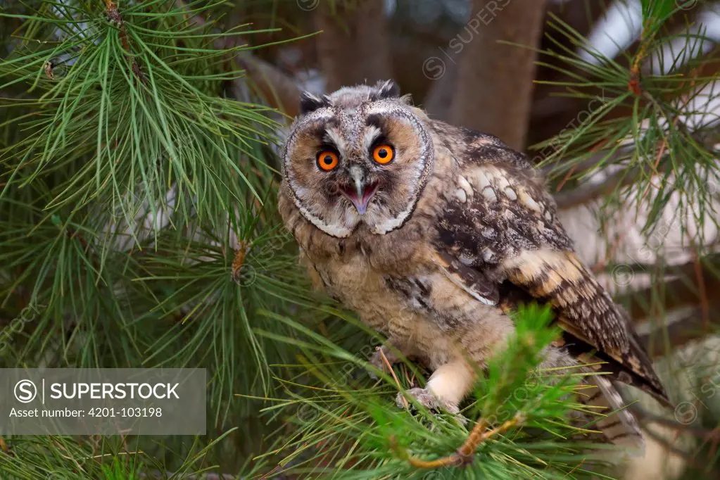 Long-eared Owl (Asio otus), Castile-La Mancha, Spain