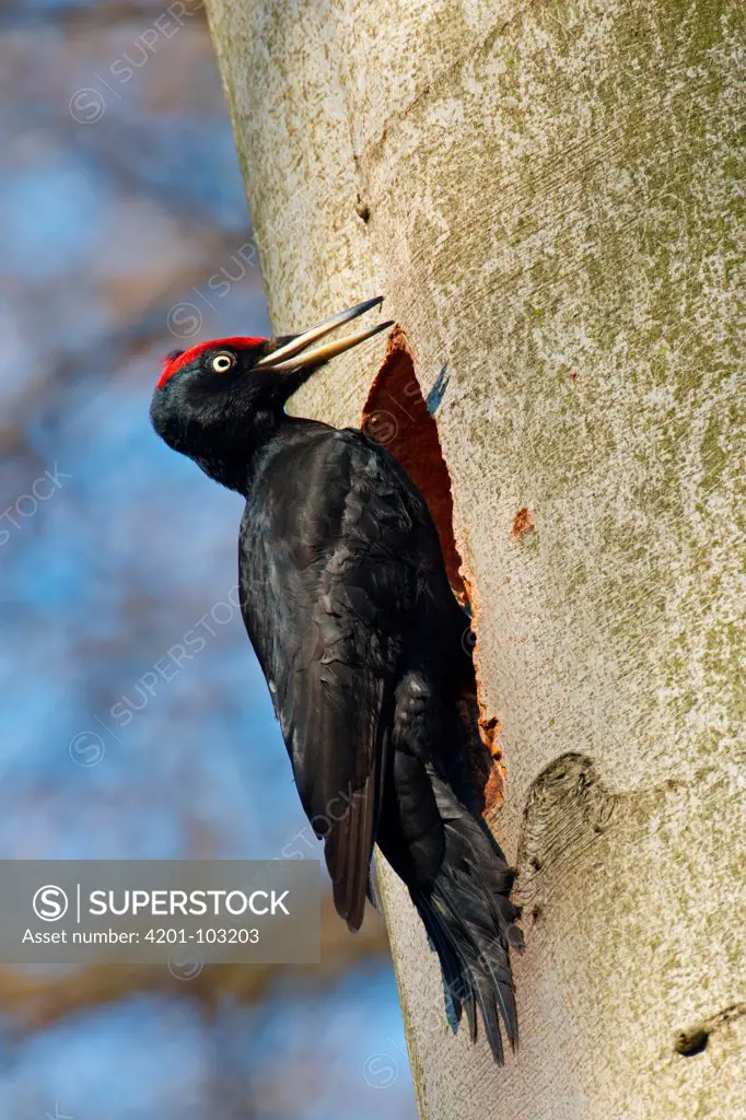 Black Woodpecker (Dryocopus martius), Baden-Wurttemberg, Germany