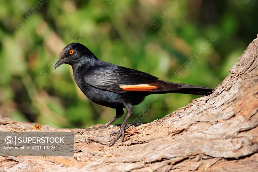 Pale-winged Starling (Onychognathus nabouroup), Namibia