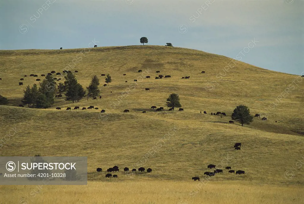 American Bison (Bison bison) herd on dry grass prairie dotted with Ponderosa Pines (Pinus ponderosa), Wind Cave National Park, South Dakota