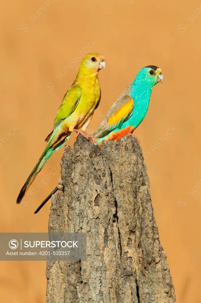 Golden-shouldered Parrot (Psephotus chrysopterygius), Queensland, Australia
