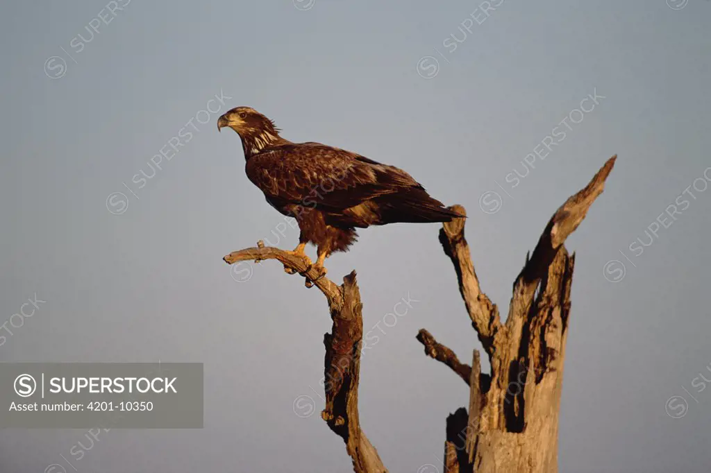 Bald Eagle (Haliaeetus leucocephalus) juvenile perching on snag, North Carolina