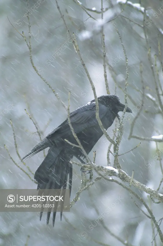 Common Raven (Corvus corax) in snow storm, Minnesota