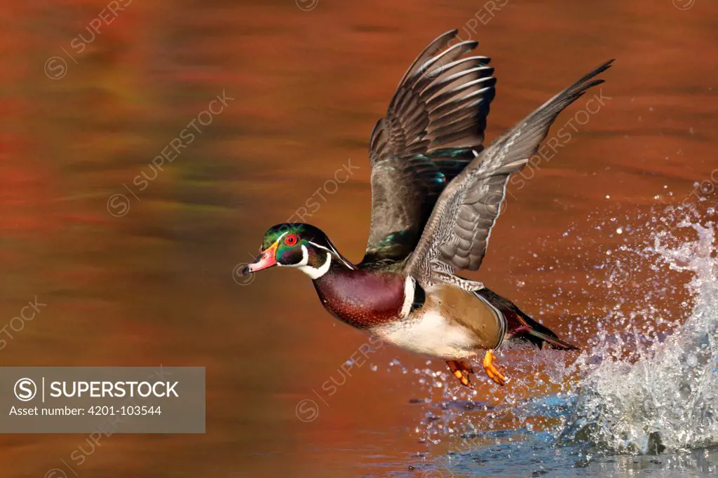 Wood Duck (Aix sponsa) male taking flight, Ohio