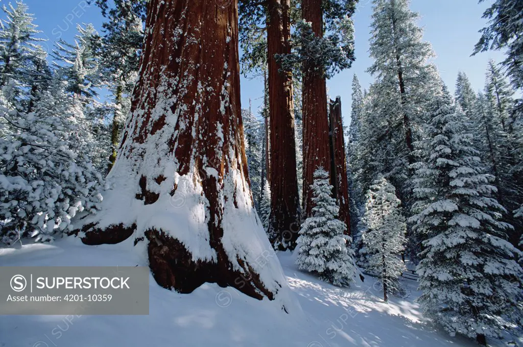 Giant Sequoia (Sequoiadendron giganteum) trees in snow, King's Canyon National Park, California