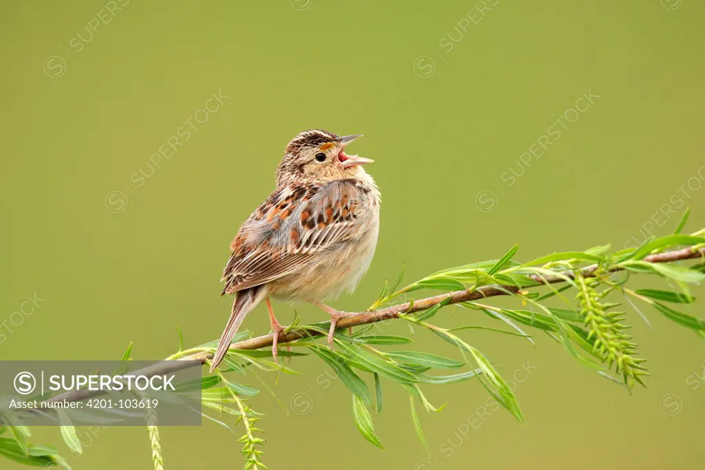 Grasshopper Sparrow (Ammodramus savannarum) singing, Ohio