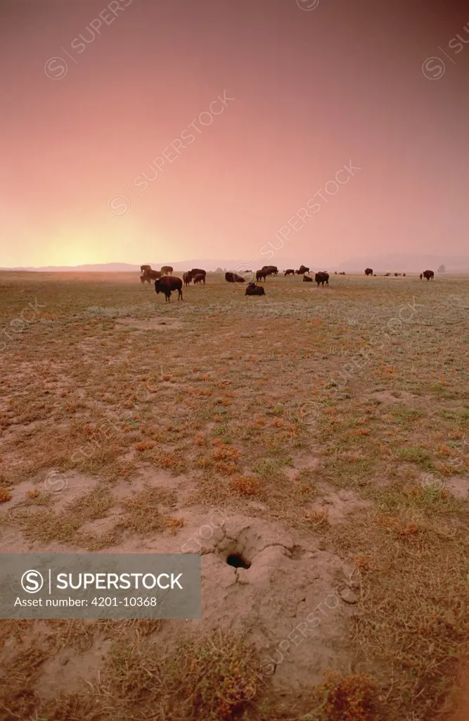 American Bison (Bison bison) herd with Prairie Dog hole in the foreground with haze from forest fire, Wind Cave National Park, South Dakota
