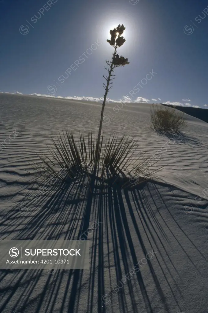 Yucca (Yucca sp) back-lit, White Sands National Monument, New Mexico