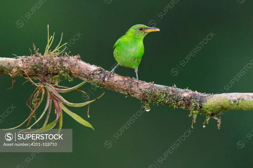 Green Honeycreeper (Chlorophanes spiza) female, Costa Rica