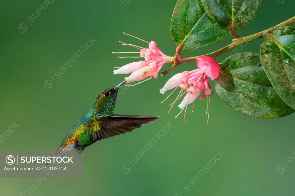 Coppery-headed Emerald (Elvira cupreiceps) feeding on nectar, Costa Rica