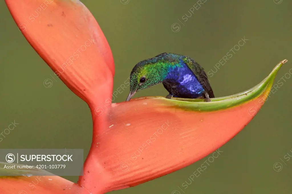 Violet-bellied Hummingbird (Damophila julie) feeding on nectar, Ecuador