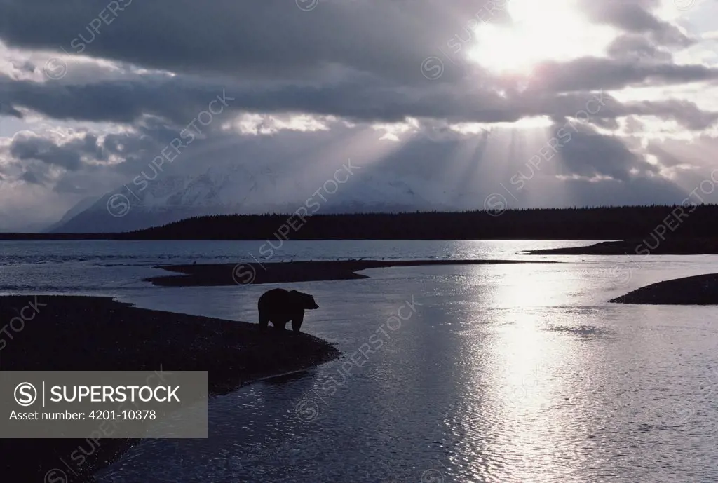 Grizzly Bear (Ursus arctos horribilis) at waters edge with sun breaking through clouds, Alaska