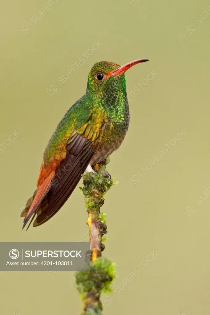 Rufous-tailed Hummingbird (Amazilia tzacatl), Ecuador