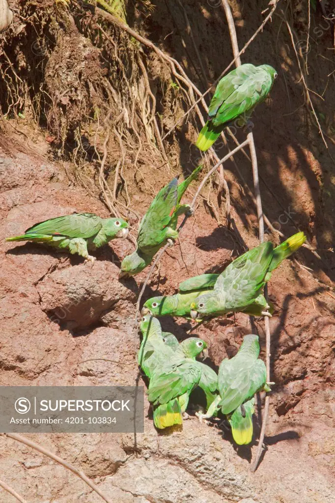 Mealy Parrot (Amazona farinosa) group at clay lick, Ecuador