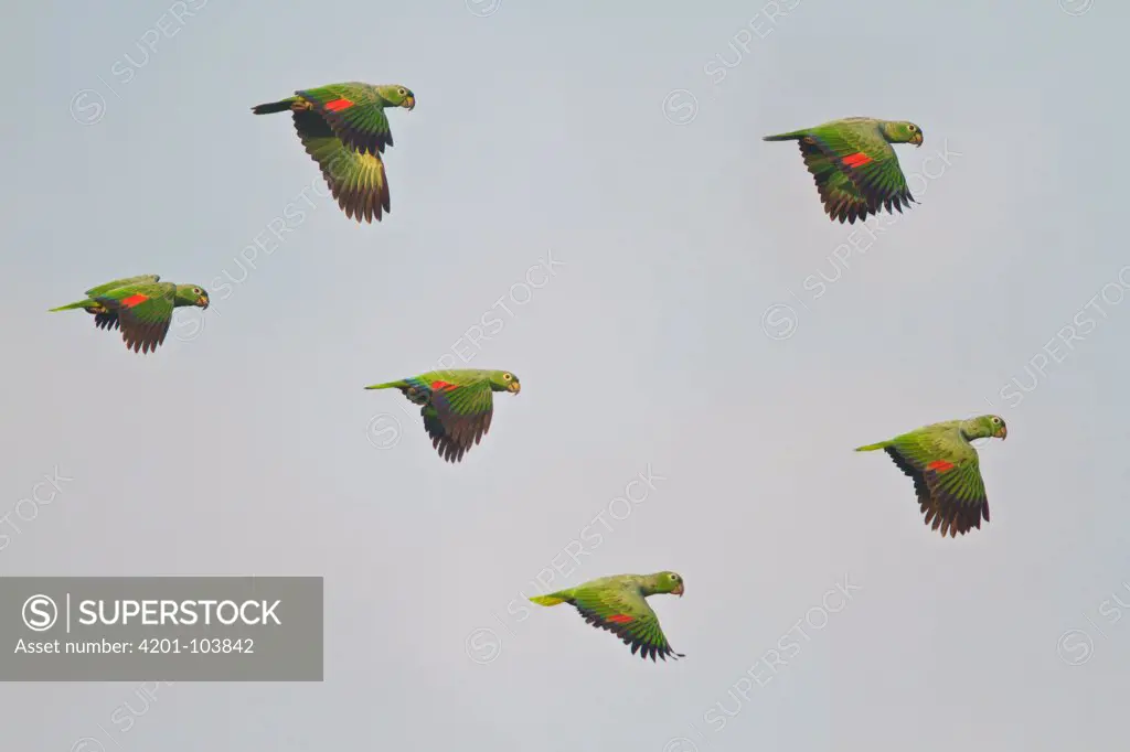 Mealy Parrot (Amazona farinosa) flock flying, Ecuador