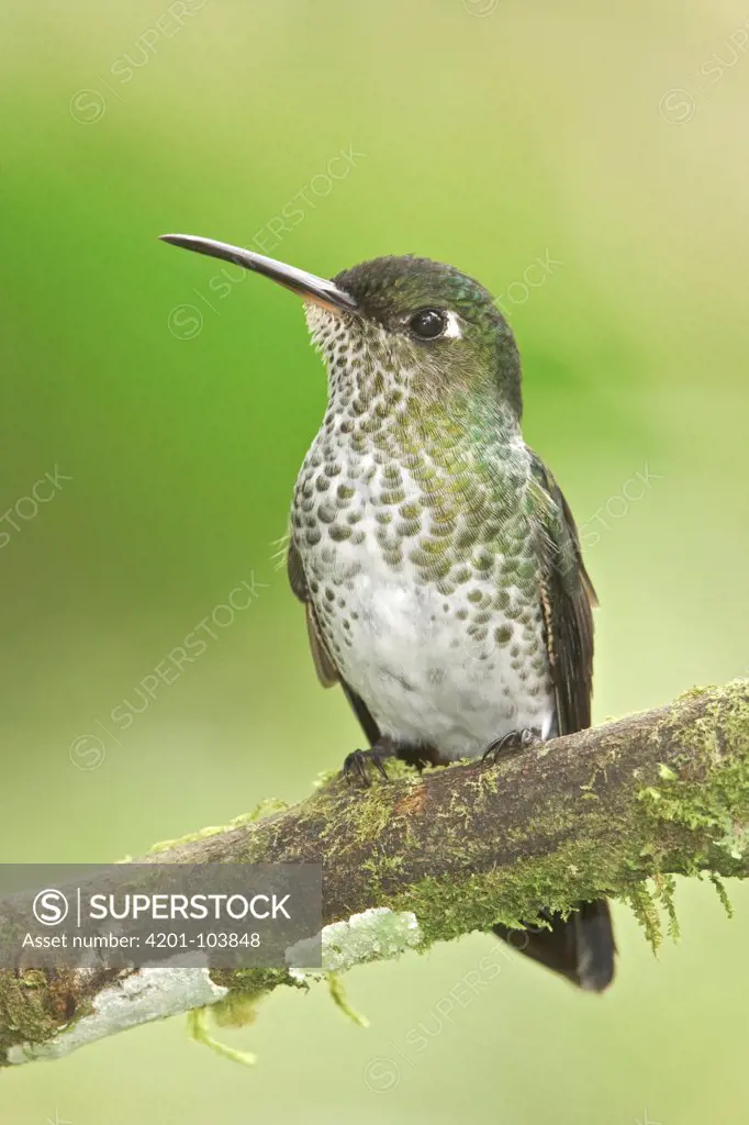 Many-spotted Hummingbird (Taphrospilus hypostictus), Ecuador