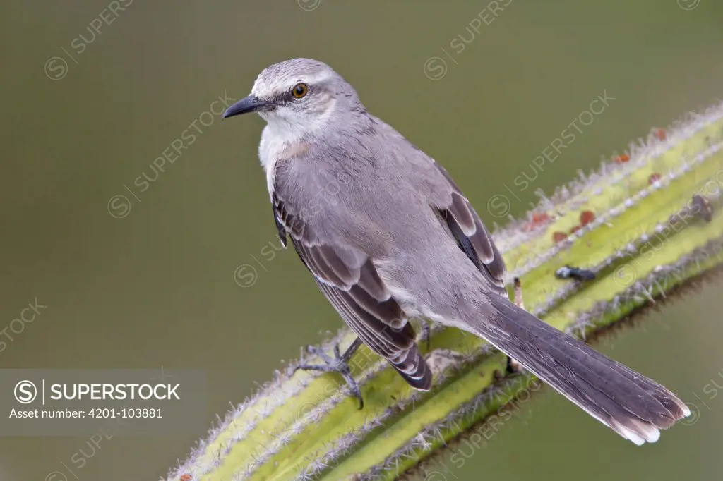Tropical Mockingbird (Mimus gilvus), Trinidad and Tobago